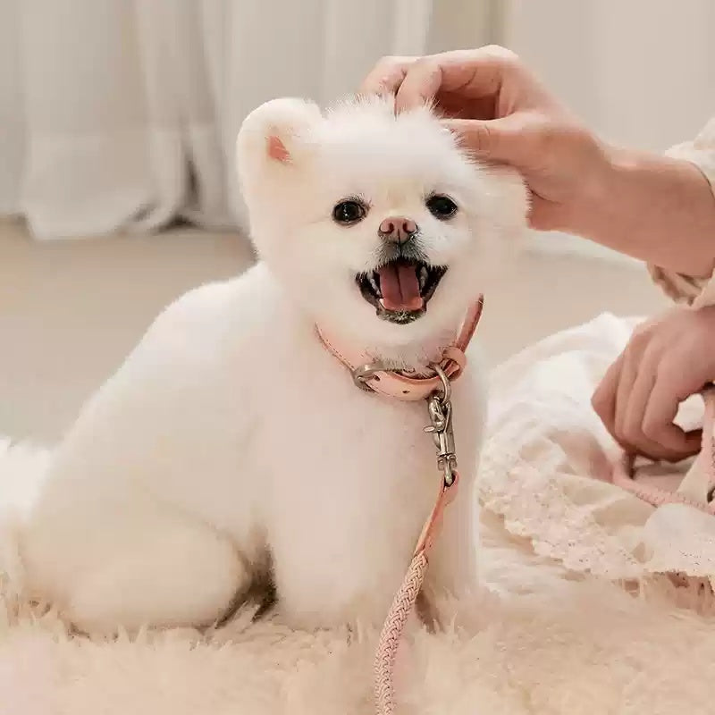 Dog Collar Leather Hand Holding Rope Leash