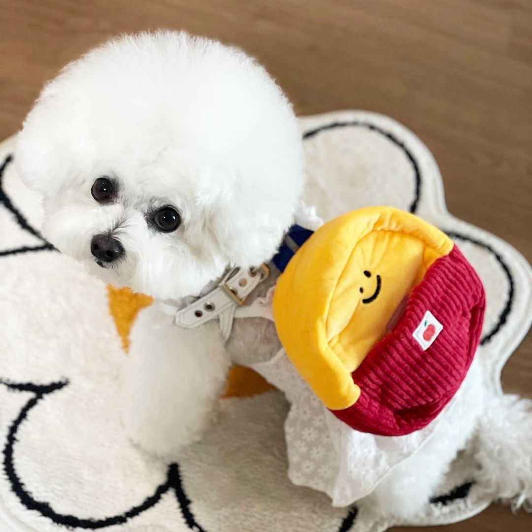 Three-piece Toy For Dog School Bag